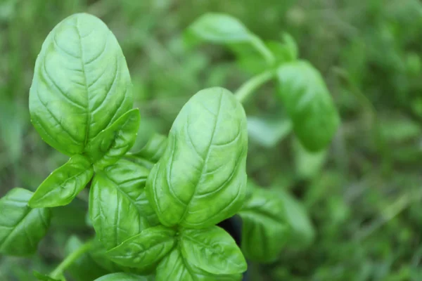 Green basil plants — Stock Photo, Image