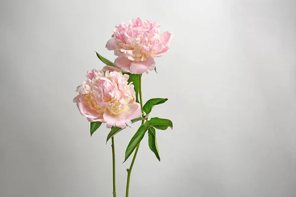 Hermosas flores de peonía — Foto de Stock