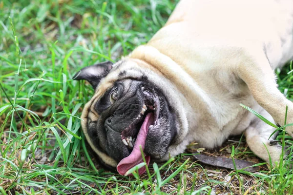 Милая собака на траве — стоковое фото