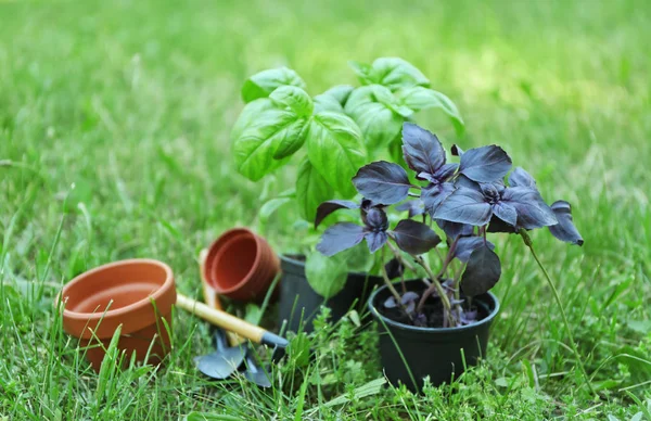 Green and red basil plants in pots outdoors — Stock Photo, Image