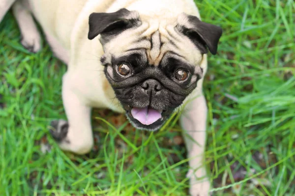 sevimli köpek çimlerin üzerine