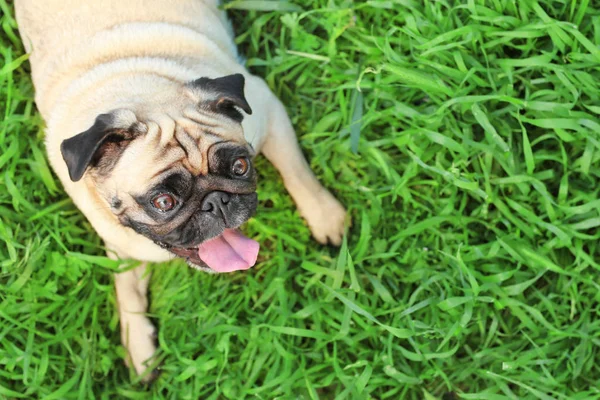Leuke hond op gras — Stockfoto