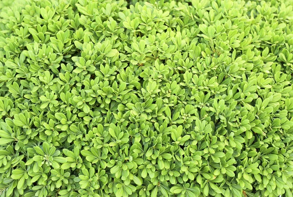 Arbusto tropical con hojas verdes — Foto de Stock