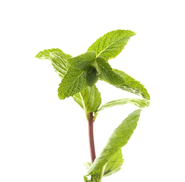 Fresh lemon balm — Stock Photo, Image