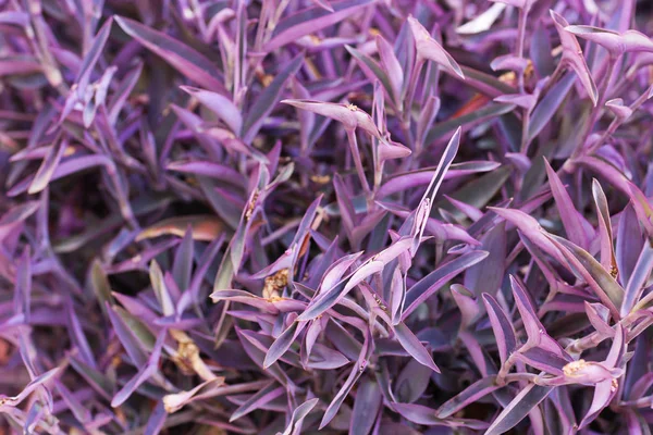 Parlak tropikal bush