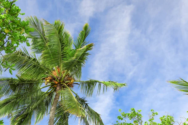 Vista de la hermosa palma tropical — Foto de Stock