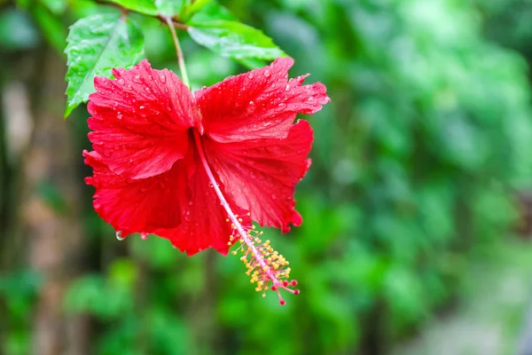 Beautiful tropical flower — Stock Photo, Image