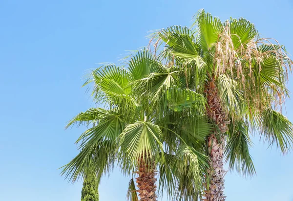 Güzel tropik avuç içi görünümünü