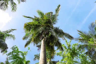 Güzel tropik avuç içi görünümünü