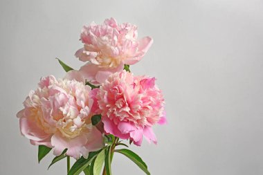 güzel Şakayık çiçekleri 