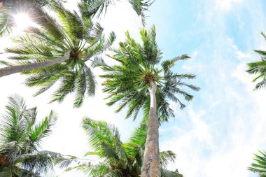 Güzel tropik avuç içi görünümünü