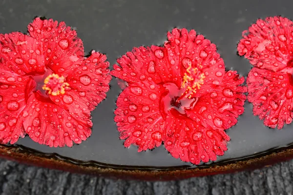 Agua y hermosas flores tropicales — Foto de Stock