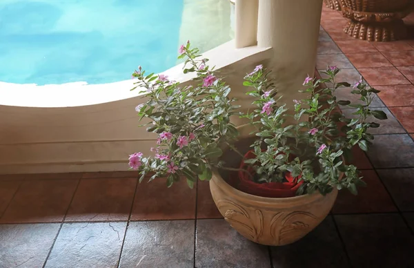 Κατσαρόλα με όμορφο ανθισμένο φυτό κοντά στην πισίνα — Φωτογραφία Αρχείου