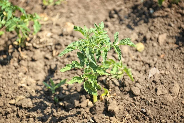 Groene aardappelen bush — Stockfoto