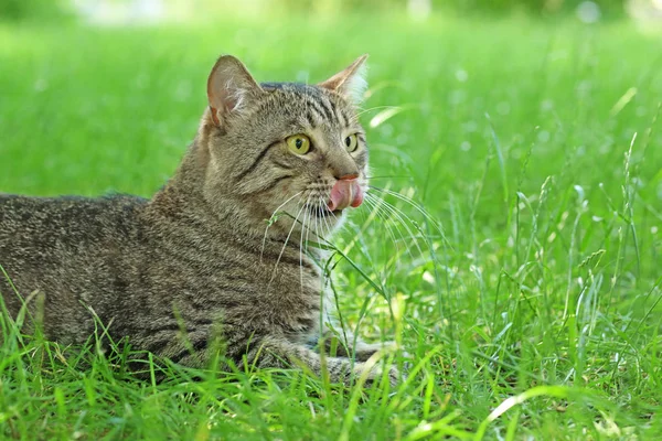 Gato bonito sentado na grama verde — Fotografia de Stock