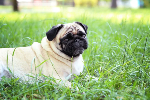 Lindo perro en hierba — Foto de Stock