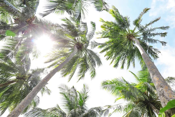 View of beautiful tropical palms — Stock Photo, Image