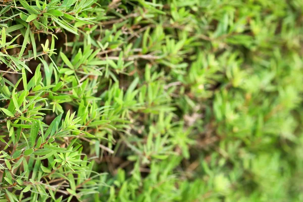 Тропический куст с зелеными листьями — стоковое фото