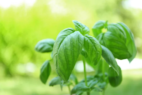 Green basil plants — Stock Photo, Image