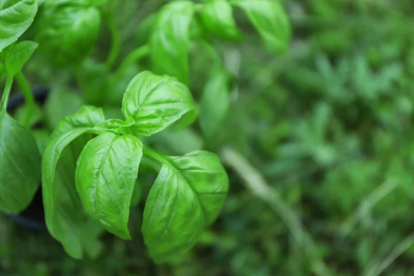 Green basil plants — Stock Photo, Image