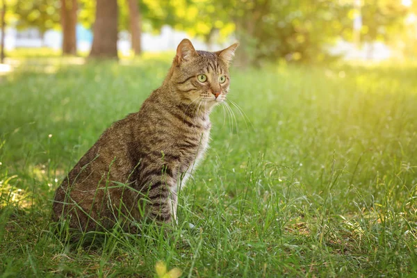 Carino gatto seduto su erba verde — Foto Stock