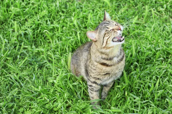 緑の草の上に座ってかわいい猫 — ストック写真