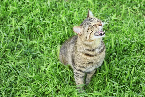 Niedliche Katze sitzt auf grünem Gras — Stockfoto