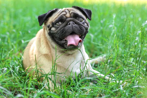 Cute dog  on grass — Stock Photo, Image