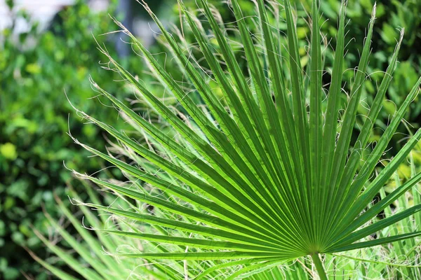 Zelený tropický list — Stock fotografie