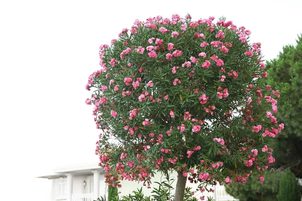 Hermoso árbol tropical con flores — Foto de Stock