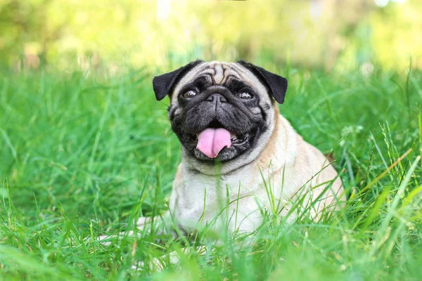 Cão bonito na grama — Fotografia de Stock