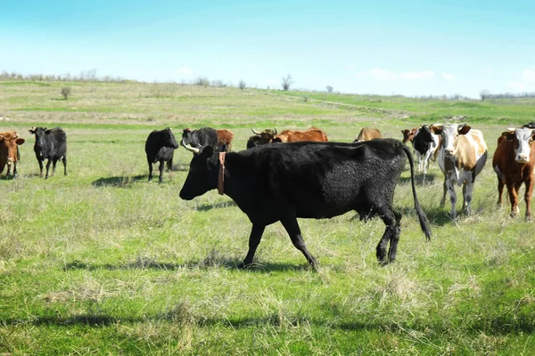 Αγελάδες που βόσκουν στο χωράφι — Φωτογραφία Αρχείου