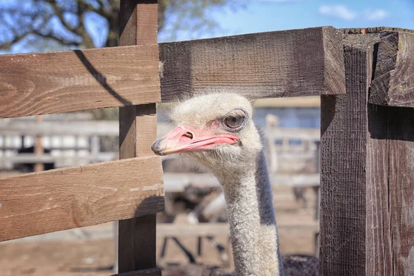 Hoofd van de kameel vogel — Stockfoto