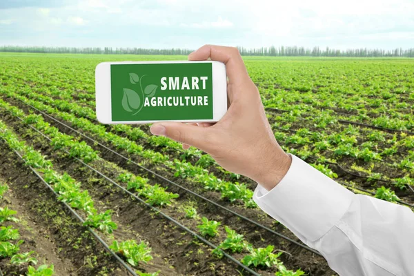 Hombre con smartphone y campo de patatas — Foto de Stock