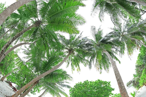 Palms på tropical resort — Stockfoto