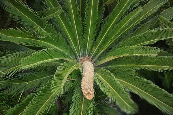 Palma tropical verde — Fotografia de Stock