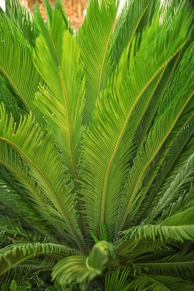 Green tropical palm — Stock Photo, Image