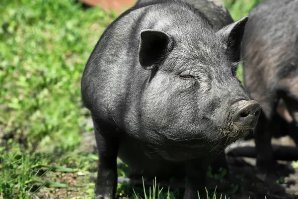 Big black pig — Stock Photo, Image