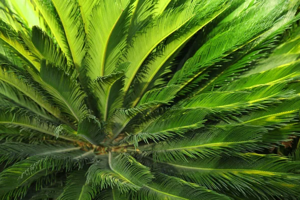 Grüne tropische Blätter — Stockfoto