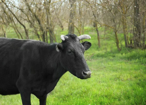 Kuh weidet auf Rasen — Stockfoto