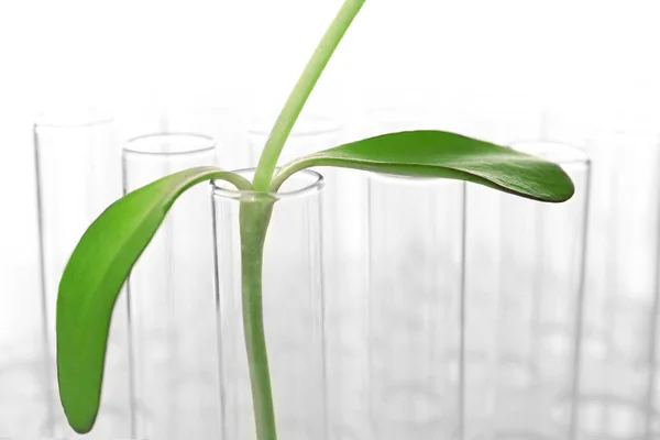 Planta y tubos de ensayo — Foto de Stock