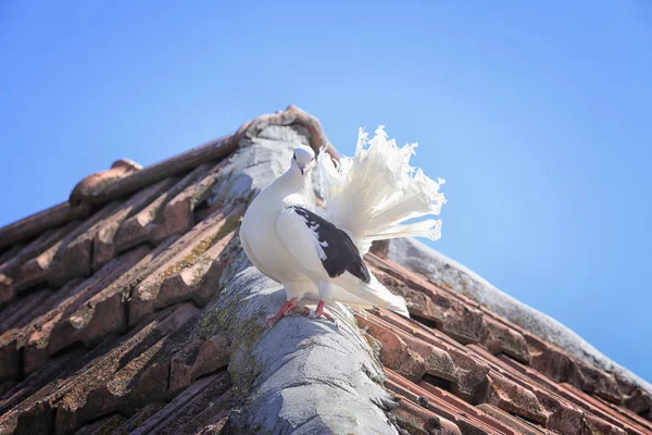 Beautiful dove on roof — Stock Photo, Image