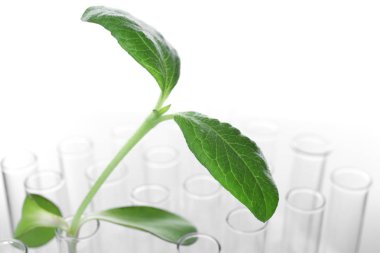 Bitki ve test tüpleri 