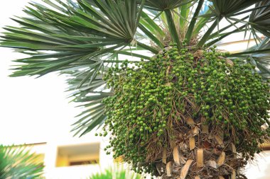 Güzel tropikal palmiye 