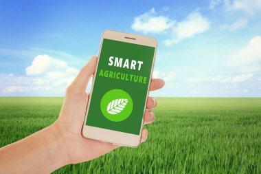 Adam akıllı telefon ve buğday alanı ile 