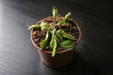 Dionaea muscipula bitki