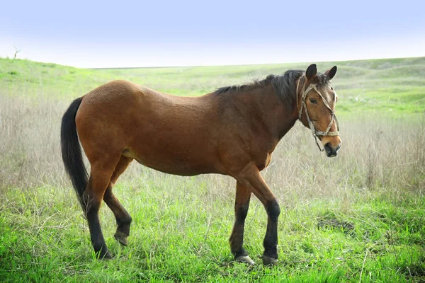 Horse grazing on field — Stock Photo, Image