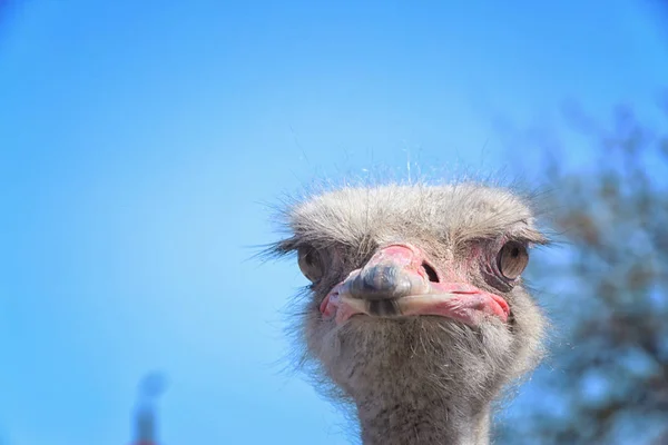 Kopf des Kamelvogels — Stockfoto