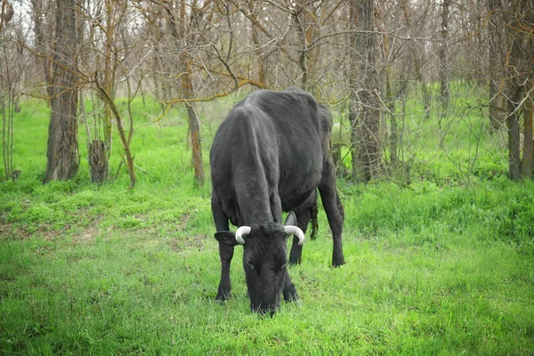 Krowy pasące się na trawniku — Zdjęcie stockowe