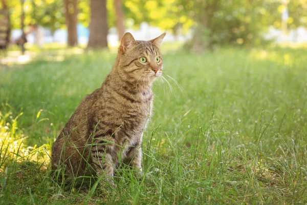 かわいいタビー猫 — ストック写真